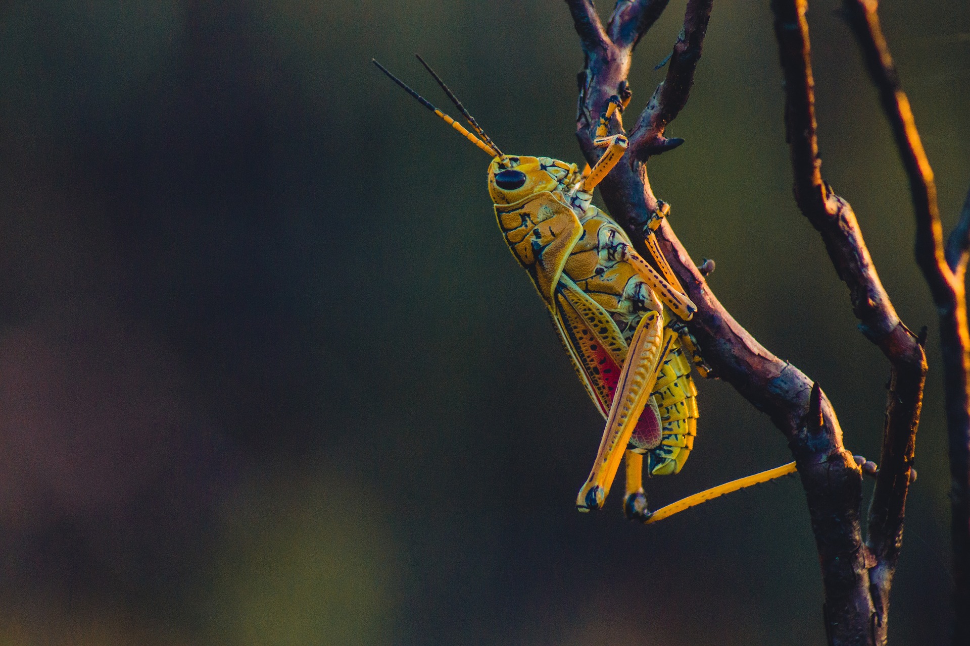 Ambient Sound – Crickets
