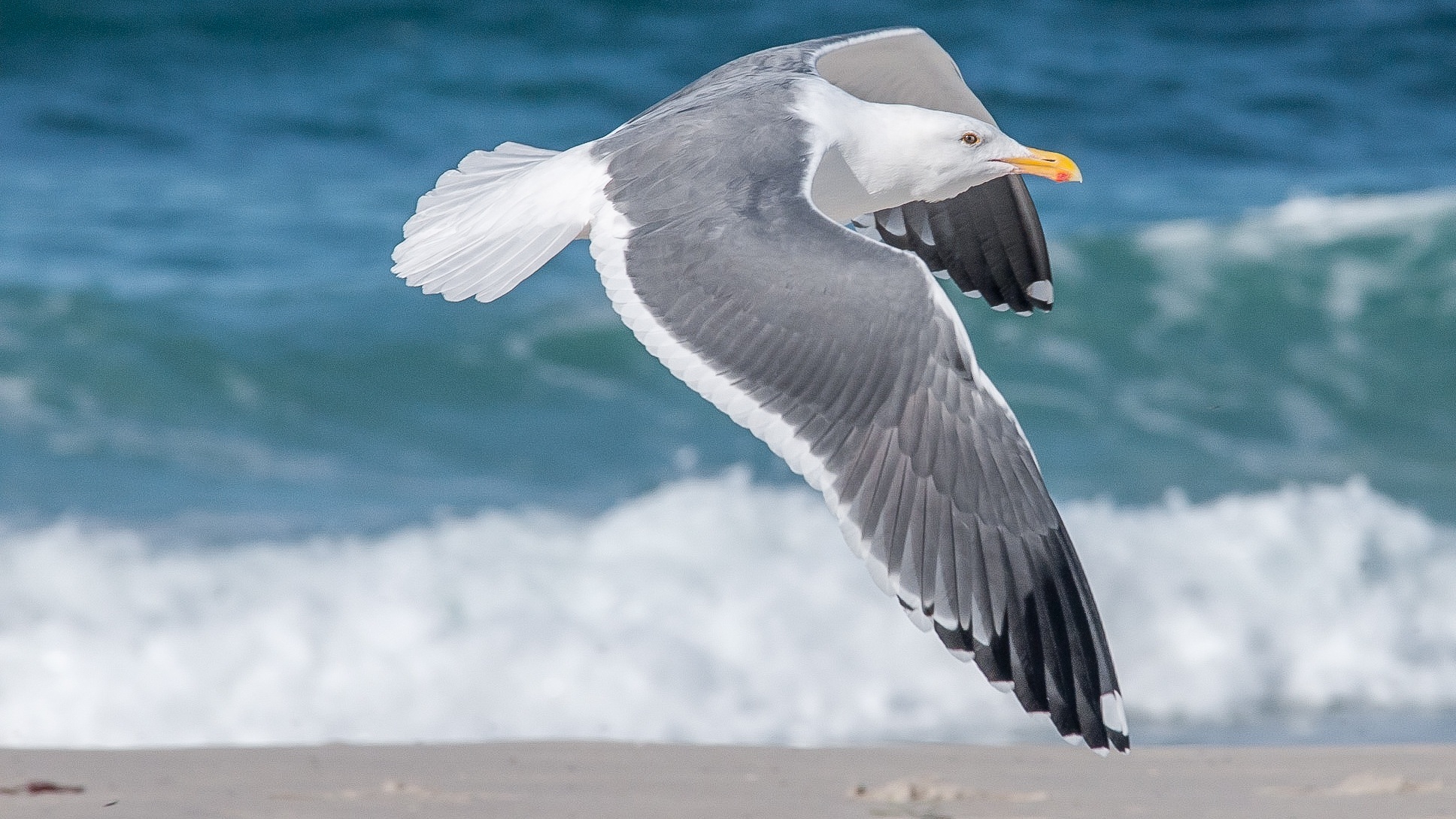Ambient Sound – Shorebirds